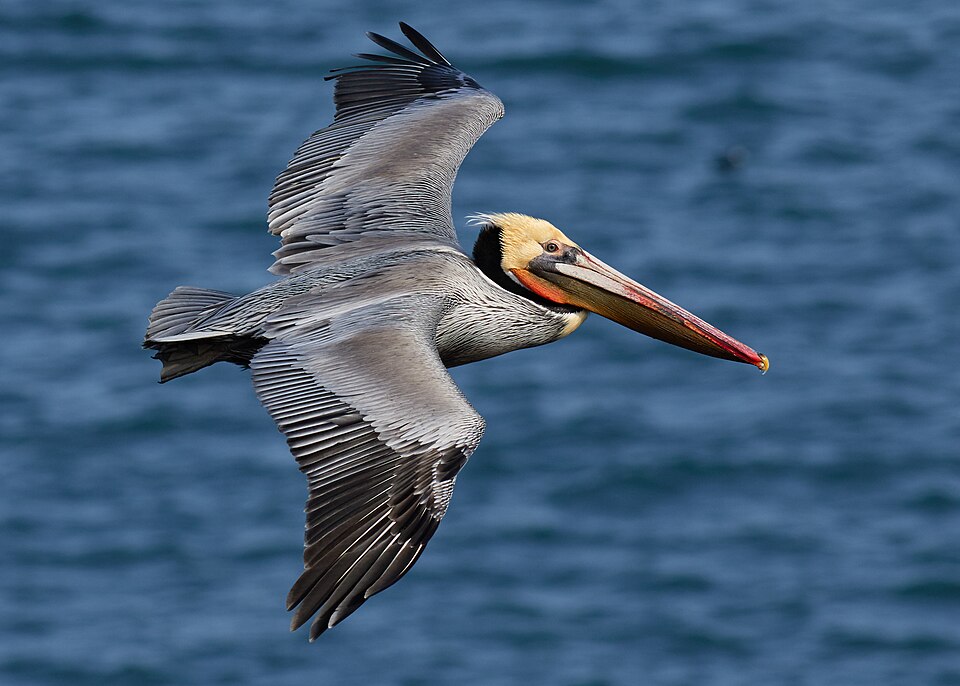 Brown Pelican, the state bird of Louisiana